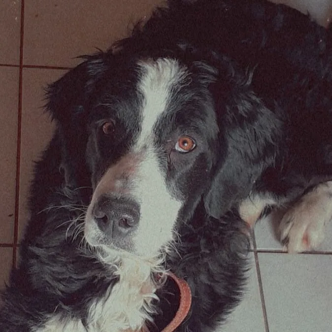 Plaine et chiens - Deux-Sèvres pet otel görseli 3
