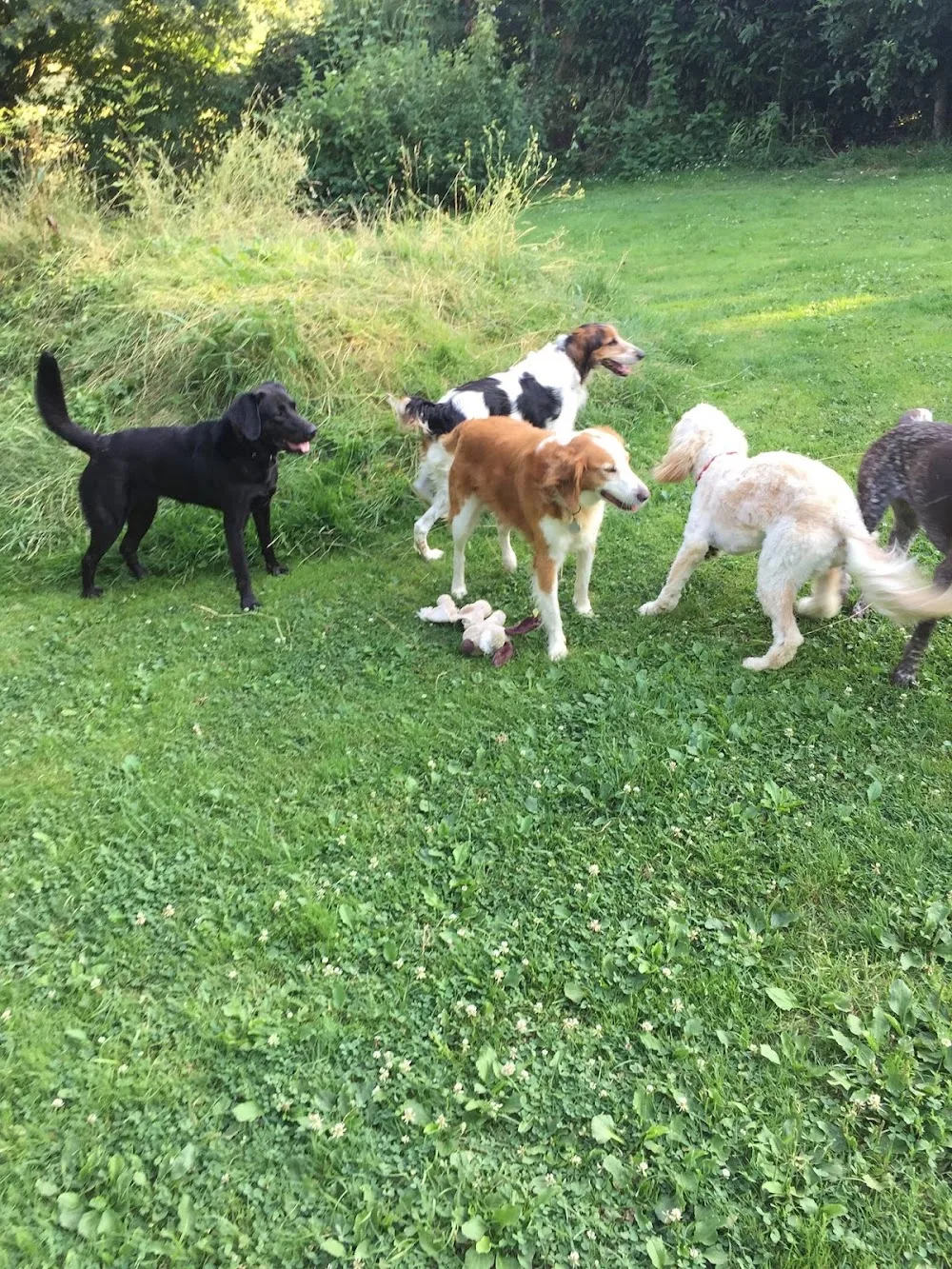 Saint Pardoux pension pour chiens - Deux-Sèvres pet otel görseli 2