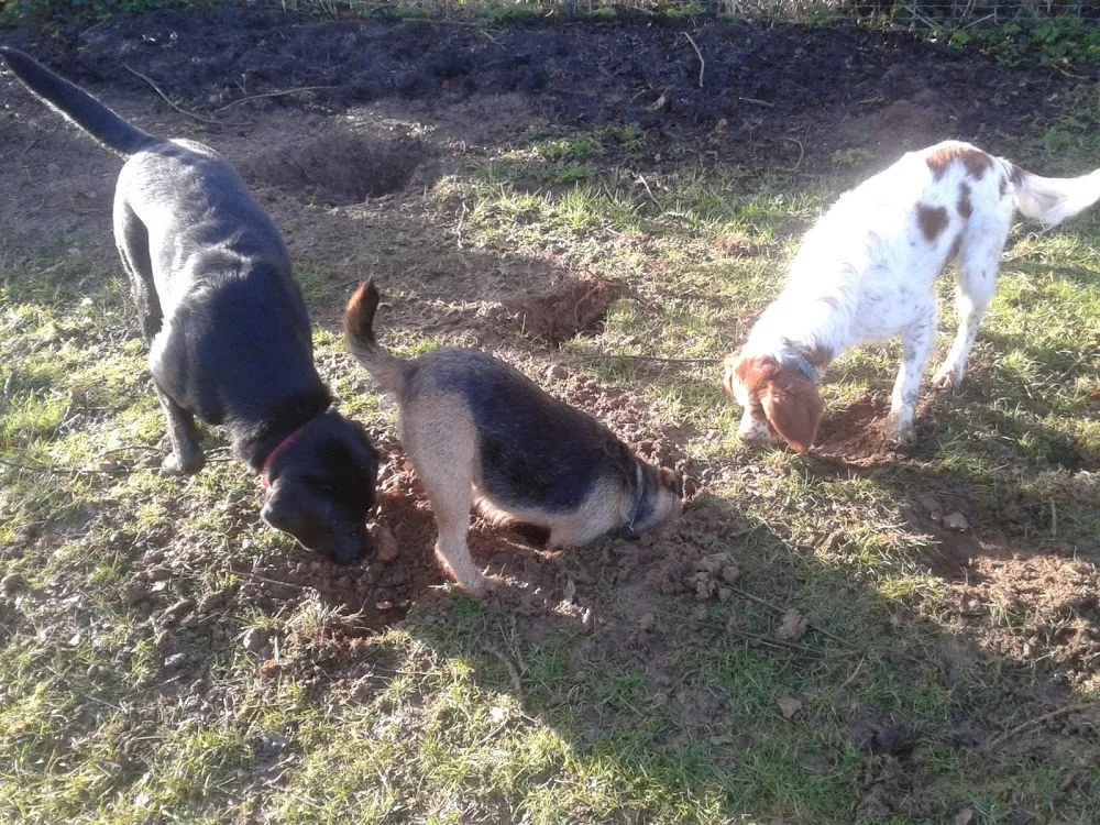 Saint Pardoux pension pour chiens - Deux-Sèvres pet otel görseli 3