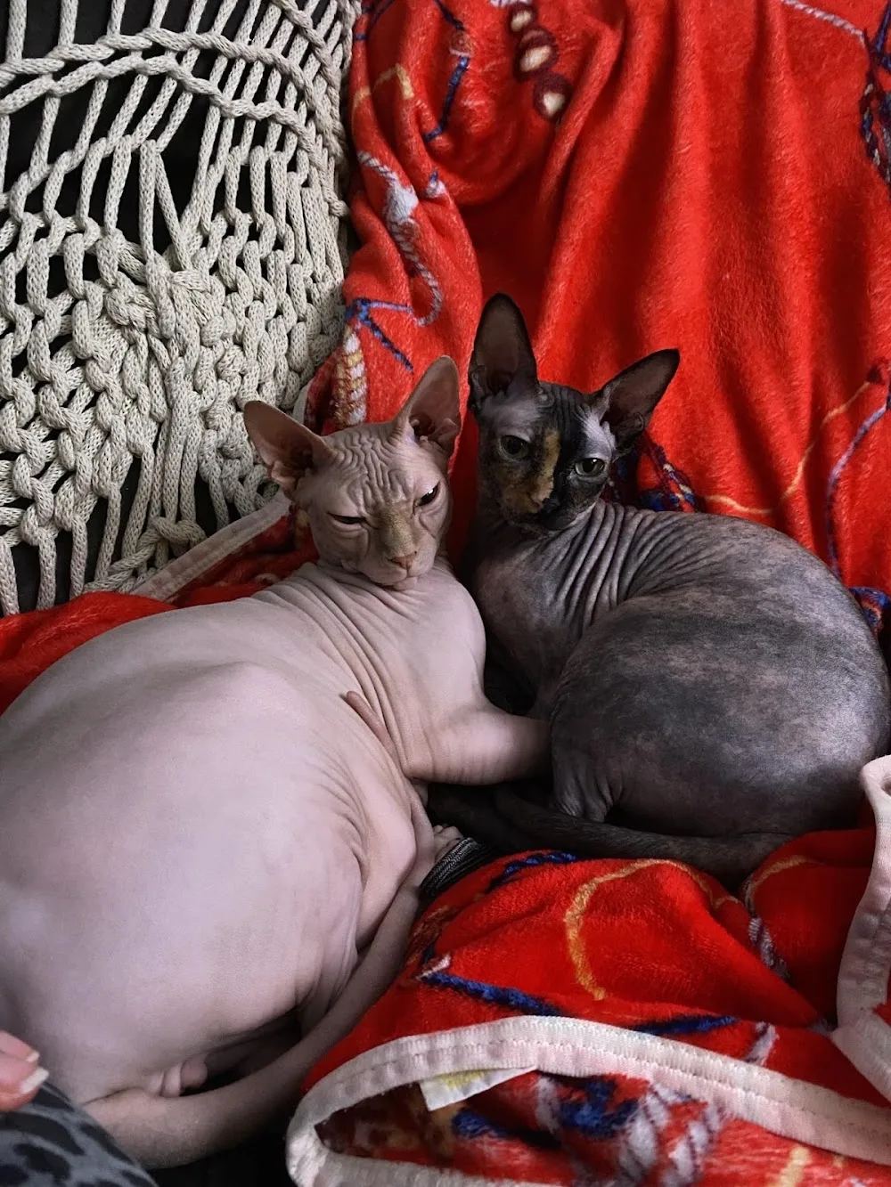 Cricklade Cattery - Devizes pet otel görseli 3