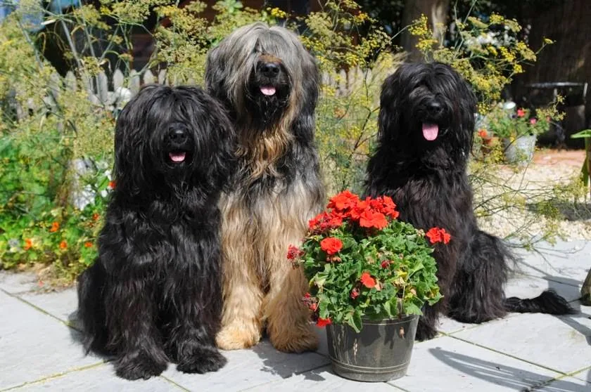 Doggy Dilemmas - Devizes pet otel