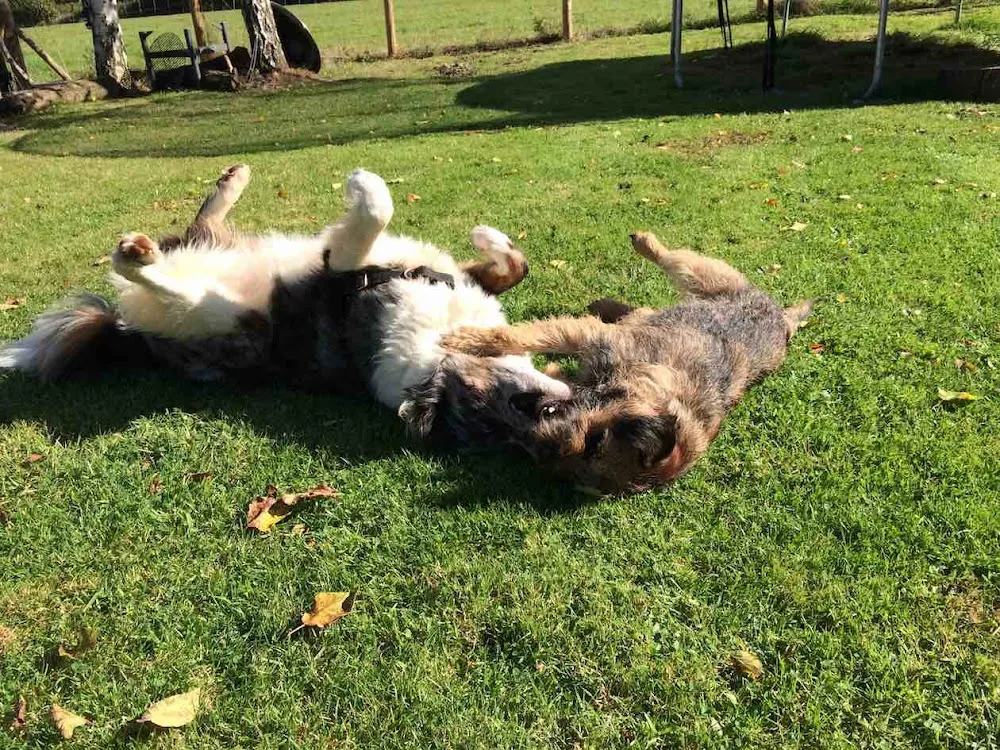 Happy Doggy - Devizes. Dog Walking. Doggy Daycare. Home Boarding. - Devizes pet otel