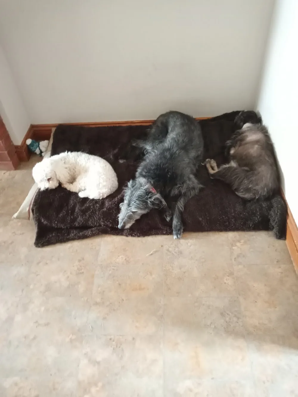 Hooves, Paws & More Wiltshire - Devizes pet otel