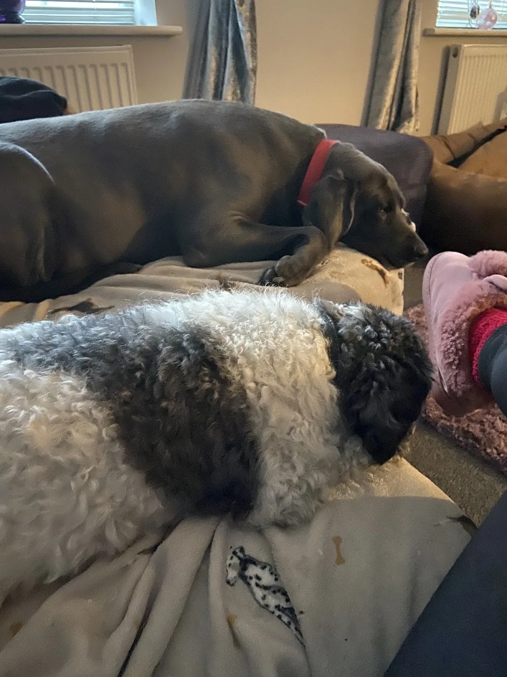 Moochy Poochy of Melksham - Devizes pet otel