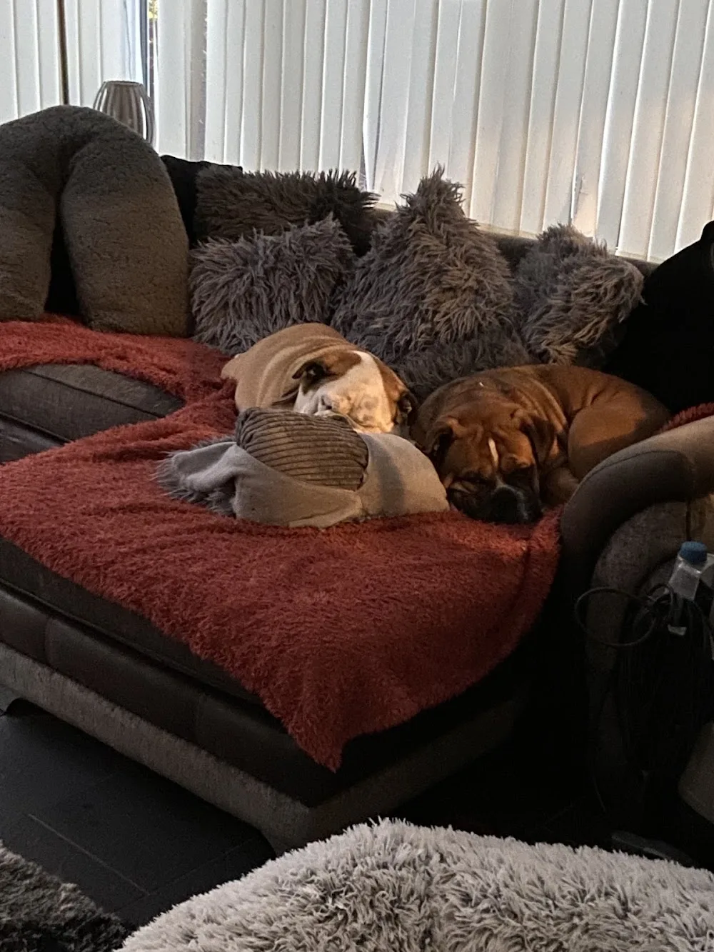 Moochy Poochy of Melksham - Devizes pet otel görseli 3
