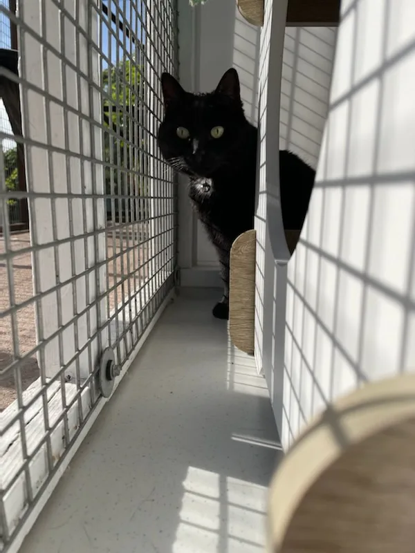The Deverills Cattery - Devizes pet otel