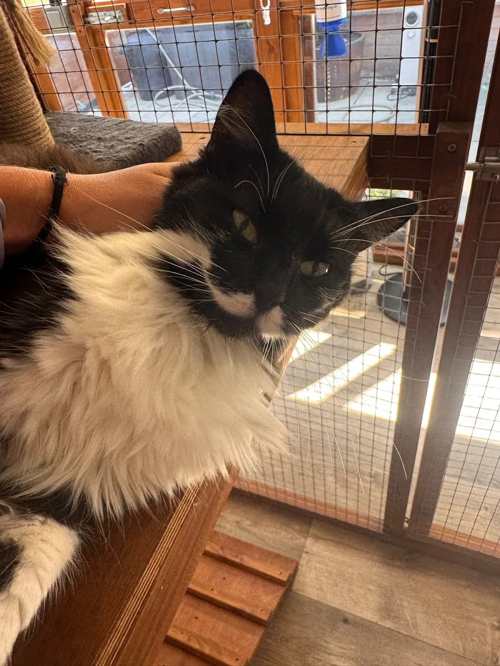 The Olive Tree Cattery Limited - Devizes pet otel