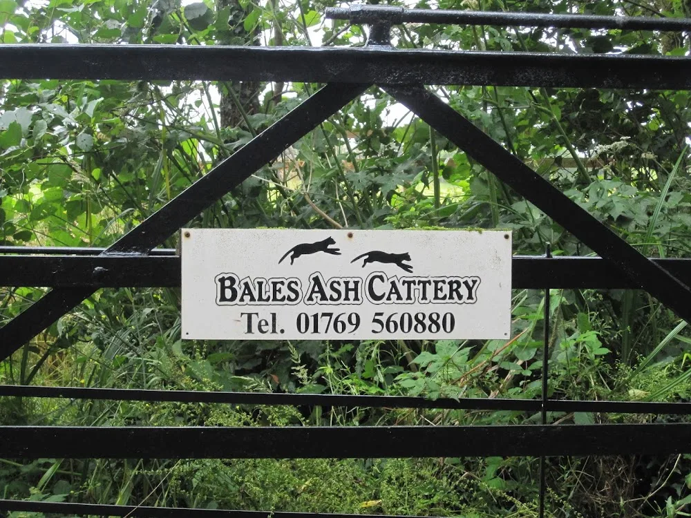 Bales Ash Cattery - Devon pet otel görseli 2