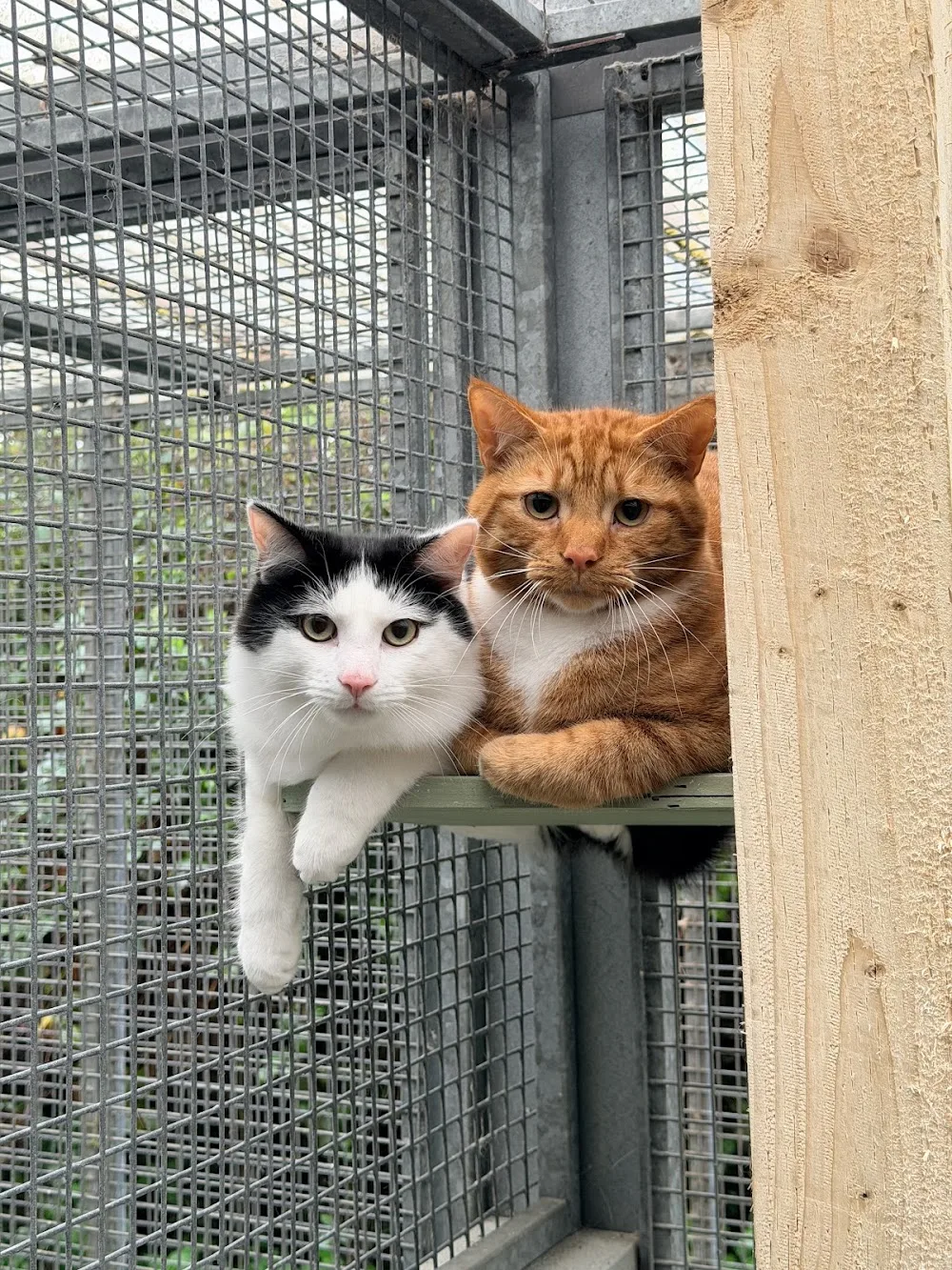 Bales Ash Cattery - Devon pet otel görseli 3