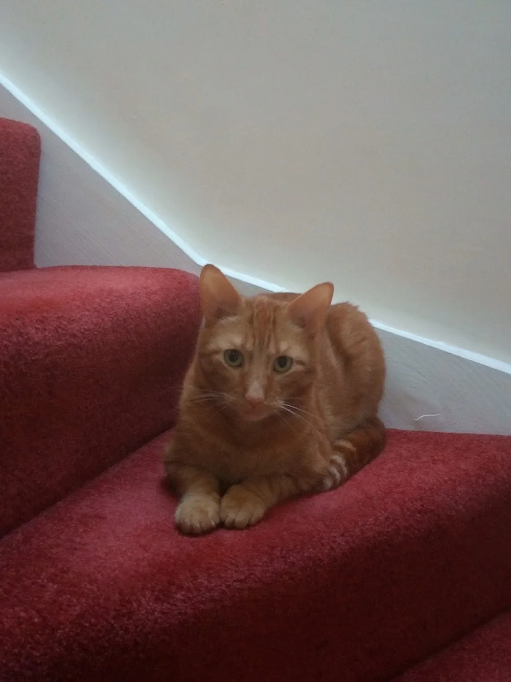 Blue Hayes Cattery - Devon pet otel
