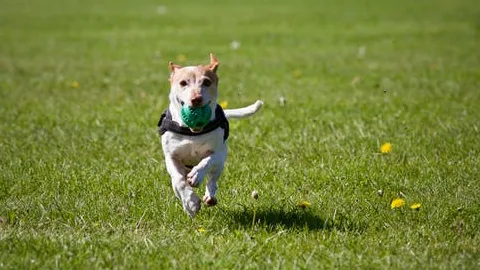 Byter Downe Kennels - Devon pet otel