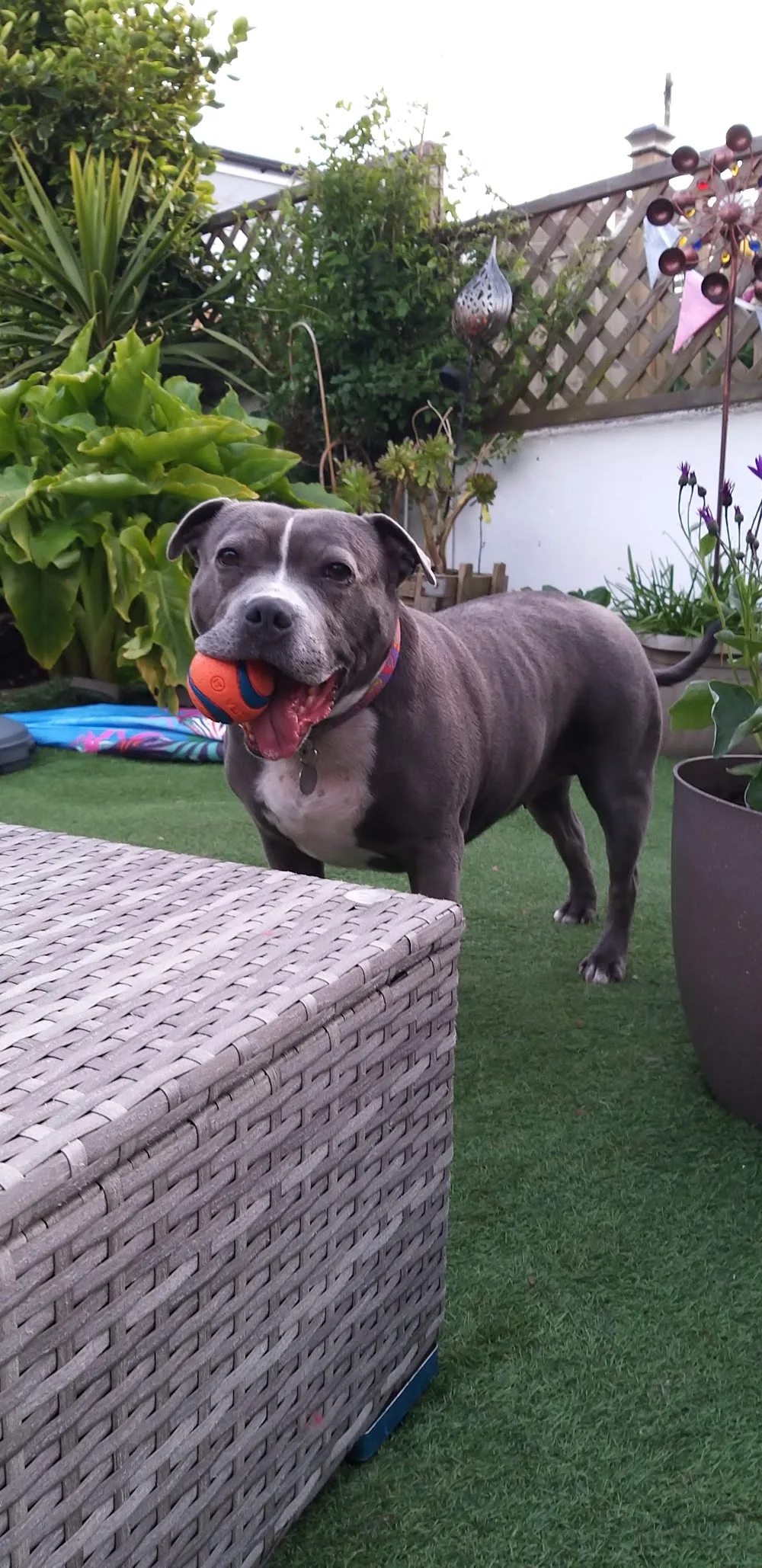 Cary Kennels - Devon pet otel