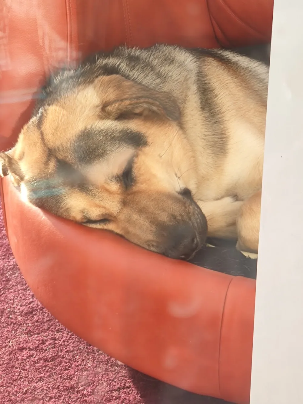 Cary Kennels - Devon pet otel görseli 3