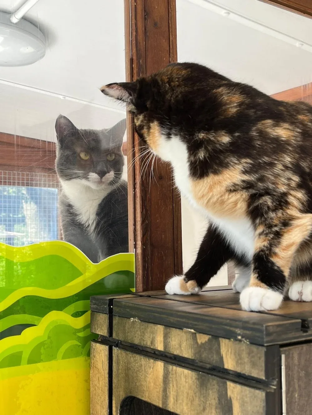 CAT Church Farm Cattery - Devon pet otel