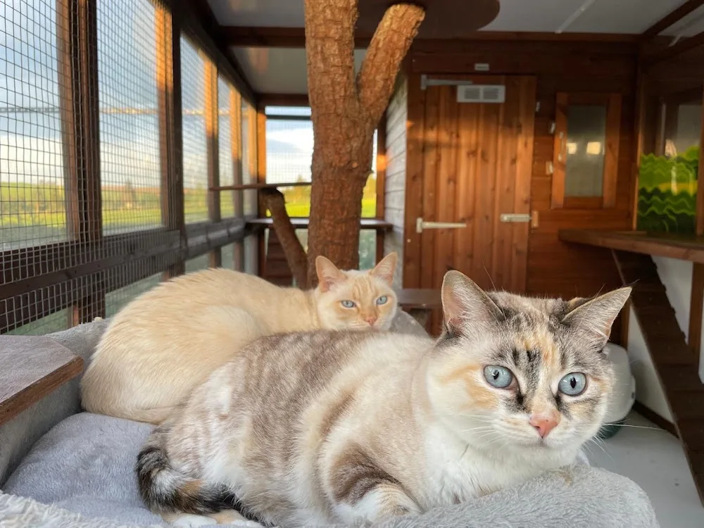 CAT Church Farm Cattery - Devon pet otel görseli 3