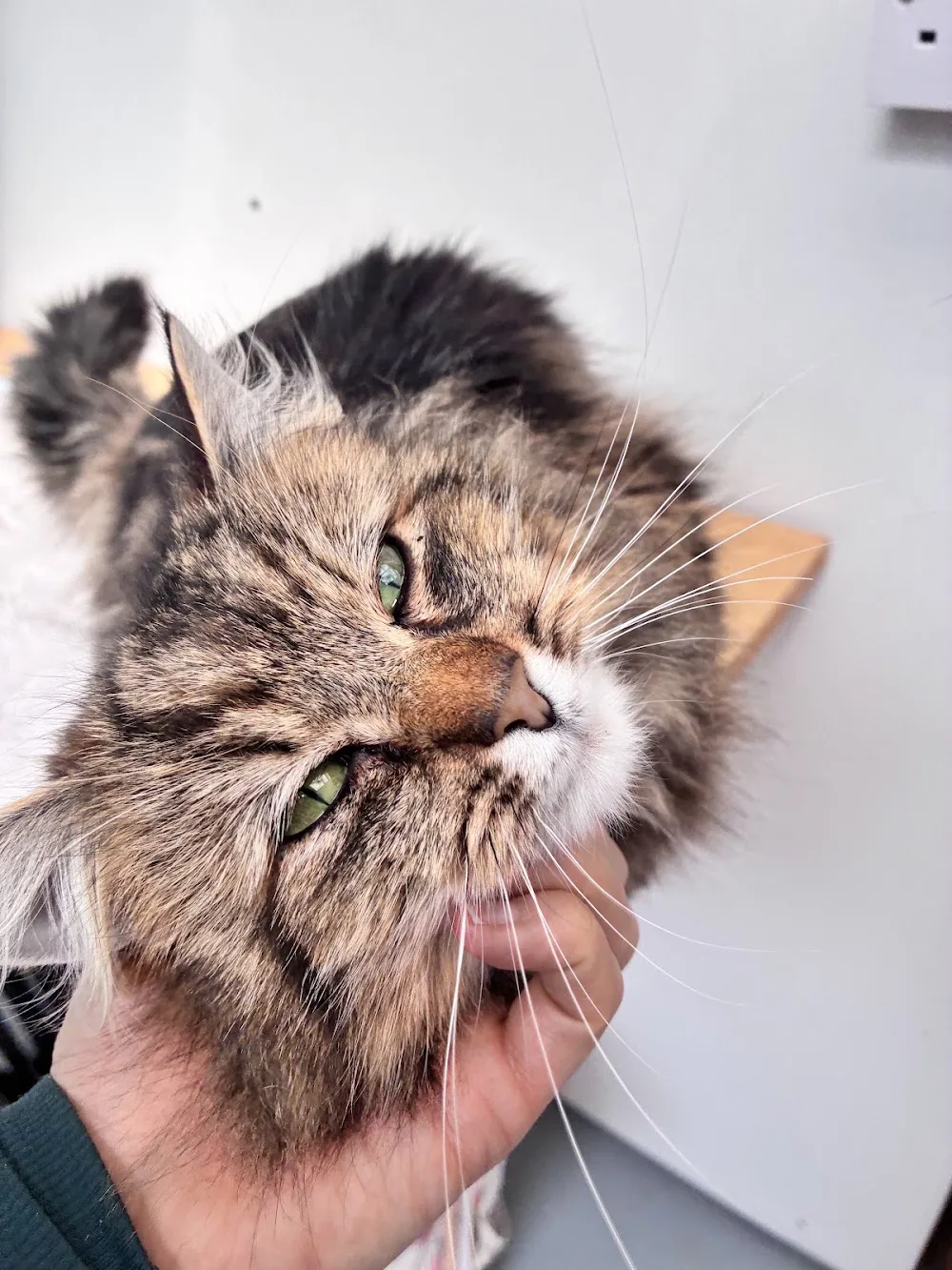Cats Motel - Devon pet otel