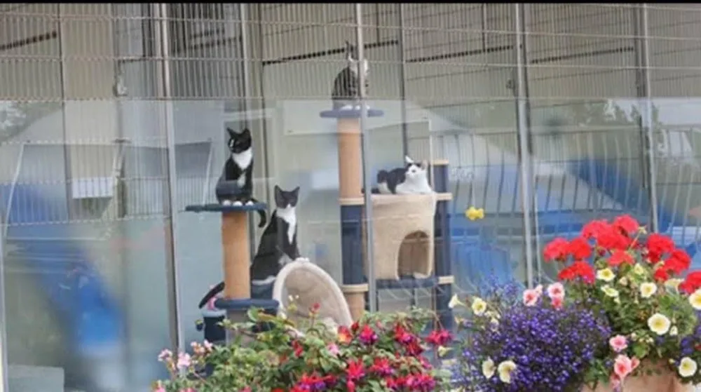 Cool For Cats - Devon pet otel görseli 2