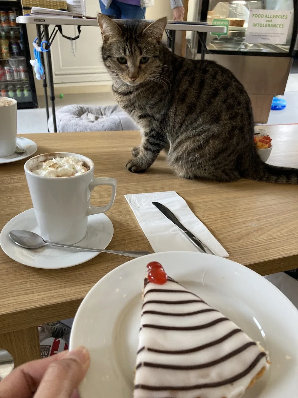 Cool For Cats - Devon pet otel görseli 3