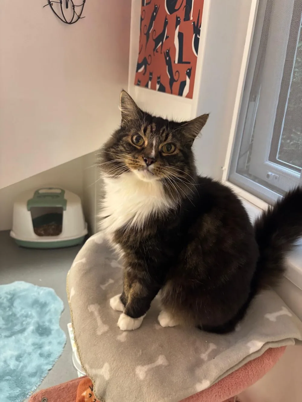 Cosy Kittys - Devon pet otel