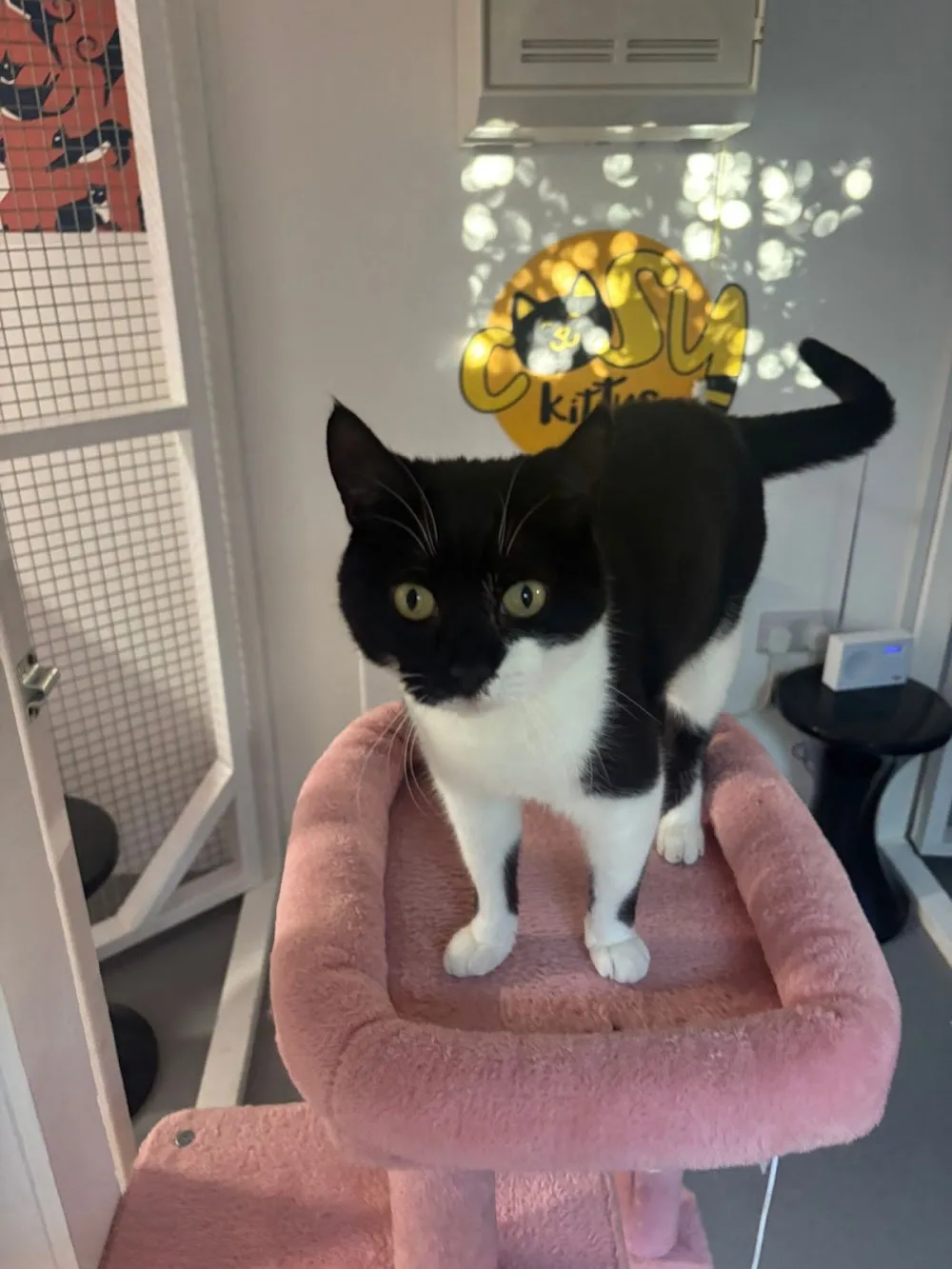 Cosy Kittys - Devon pet otel görseli 3