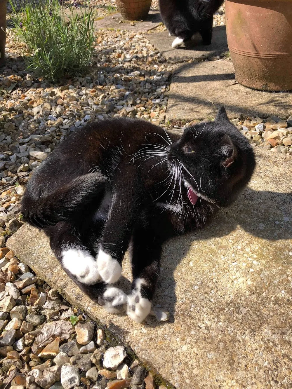 Courtyard Cattery - Devon pet otel görseli 3