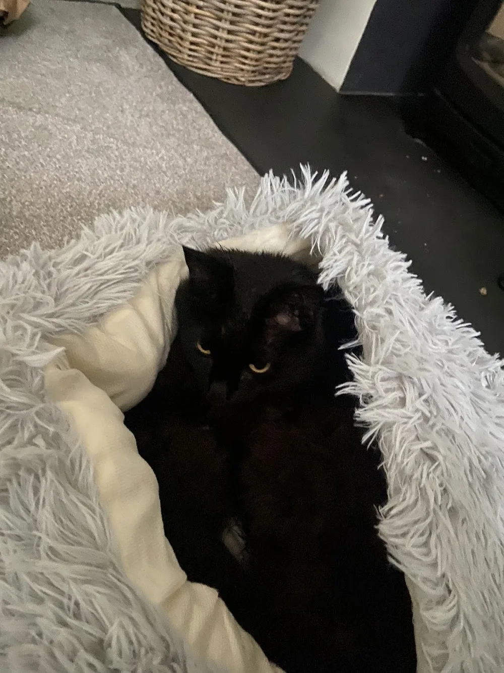 Dorwell Cattery Ltd - Devon pet otel görseli 3