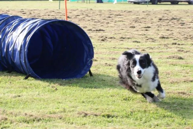 Drum Boarding Kennels - Devon pet otel görseli 3