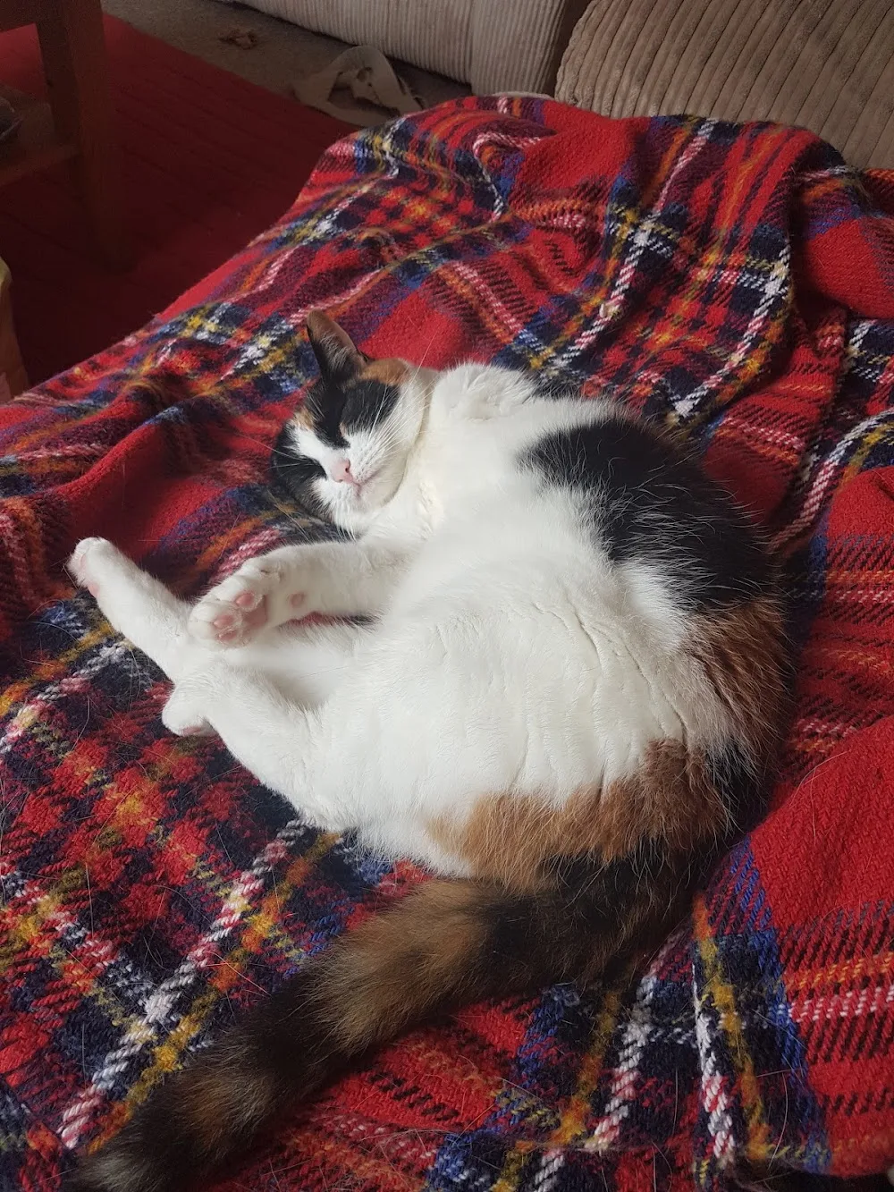 Fairmile Cat Hotel - Devon pet otel görseli 5