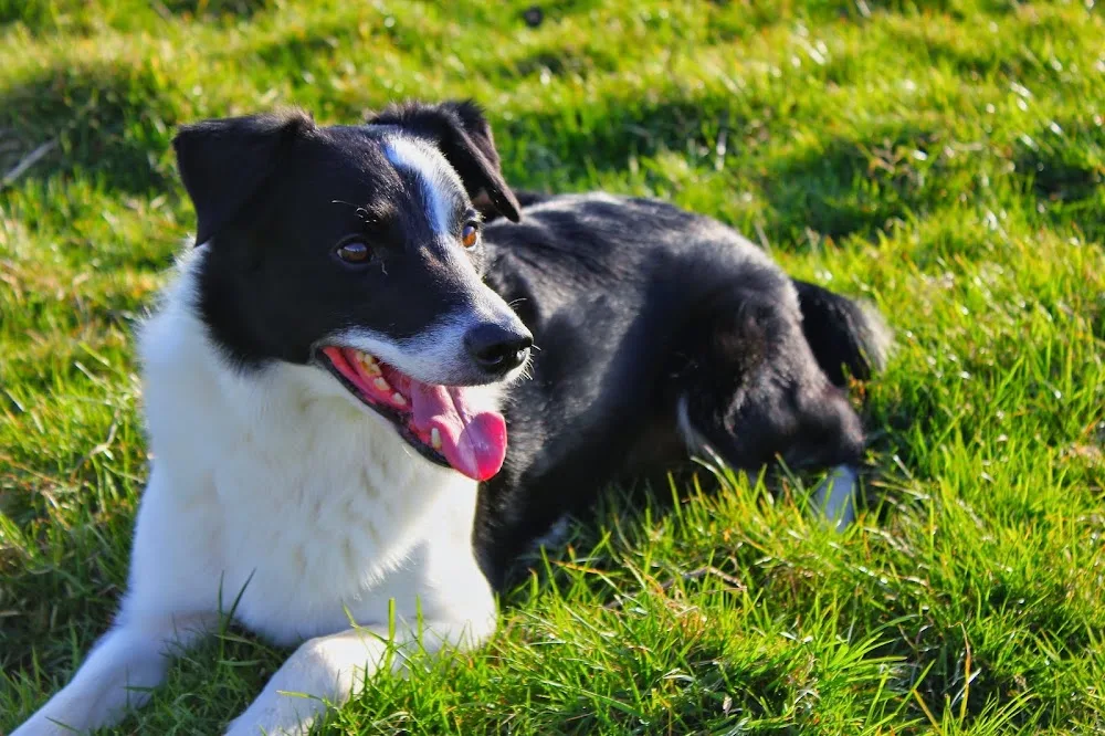 Faithful Friends Kennels - Devon pet otel