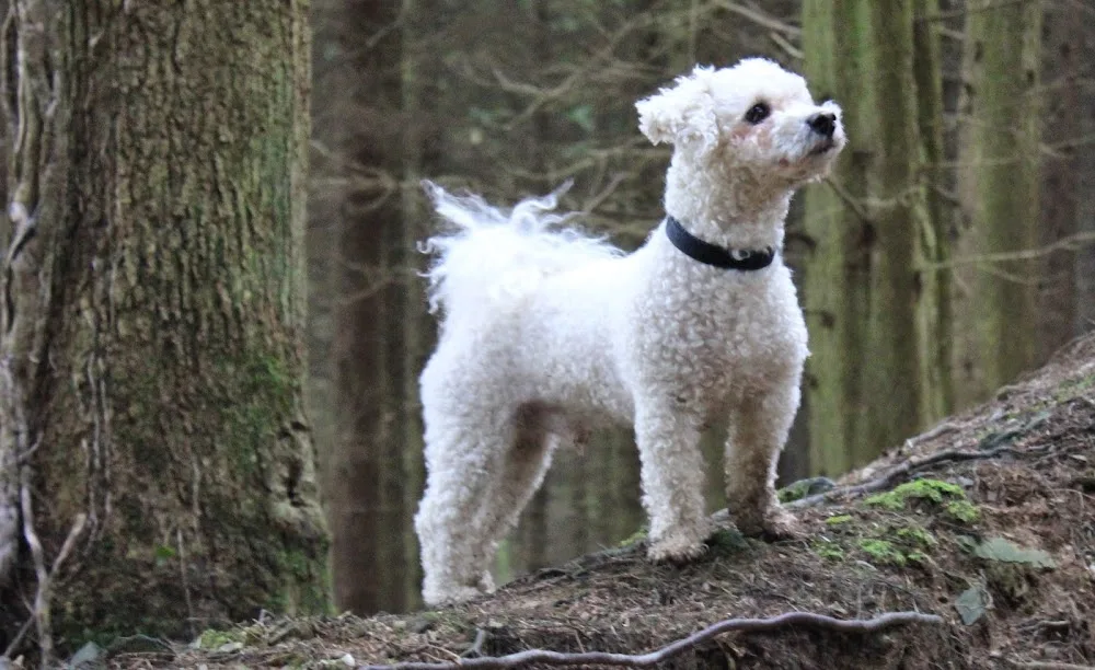 Faithful Friends Kennels - Devon pet otel görseli 3