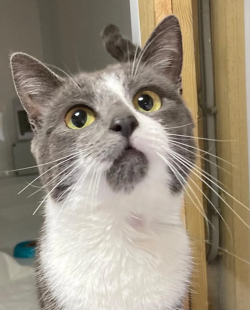 Great Fir Cats Hotel - Devon pet otel