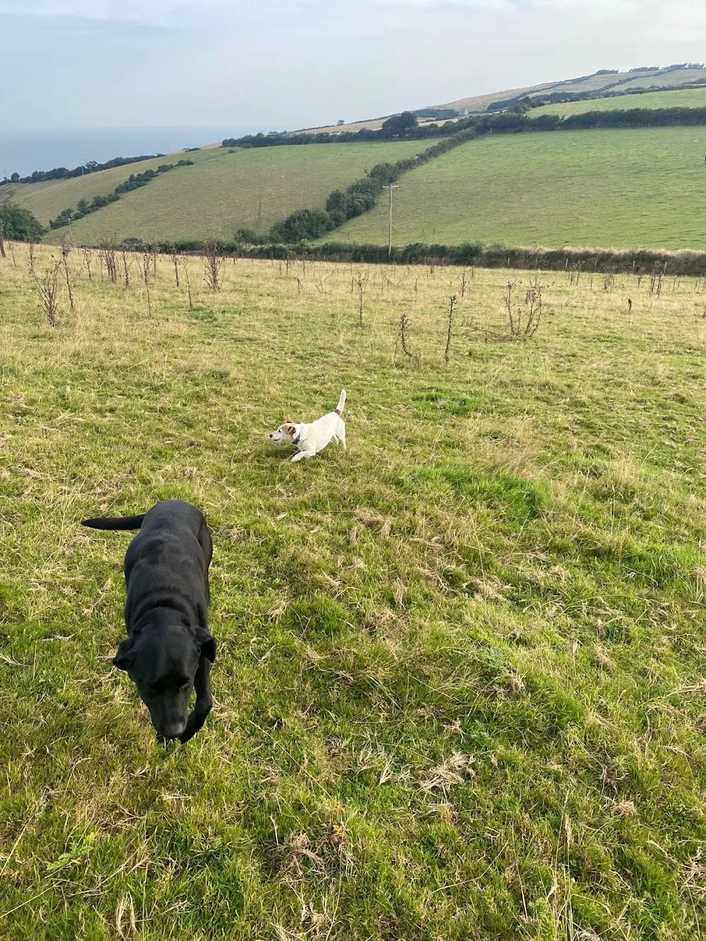 HAIRY HOLIDAYS DOG BOARDING KENNELS - Devon pet otel