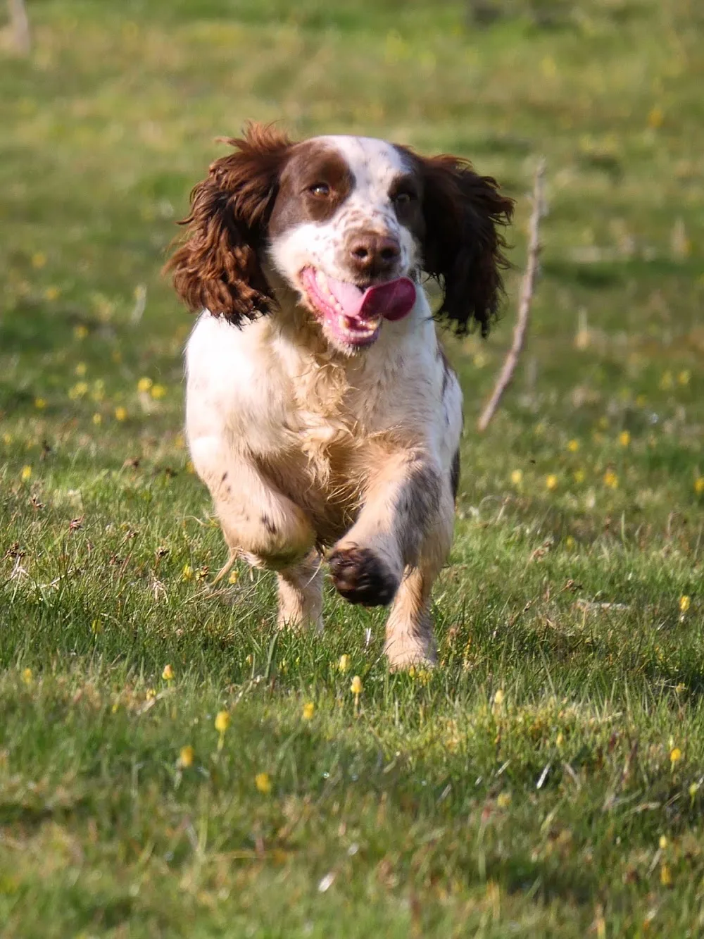 HAIRY HOLIDAYS DOG BOARDING KENNELS - Devon pet otel görseli 3