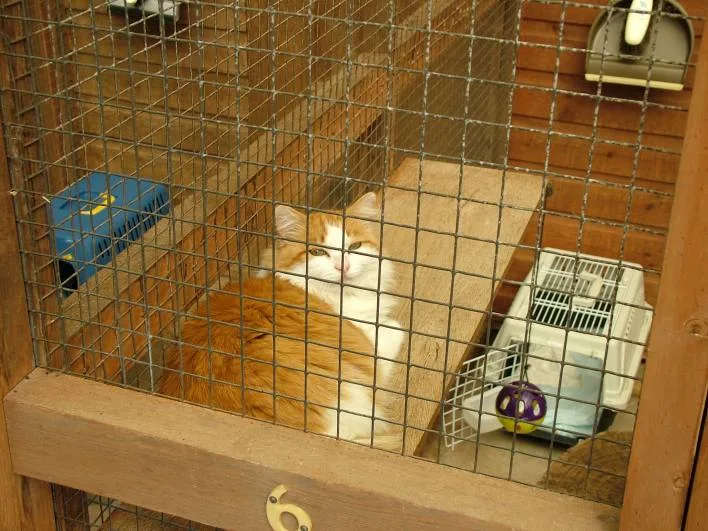 Longfield Boarding Cattery - Devon pet otel görseli 3