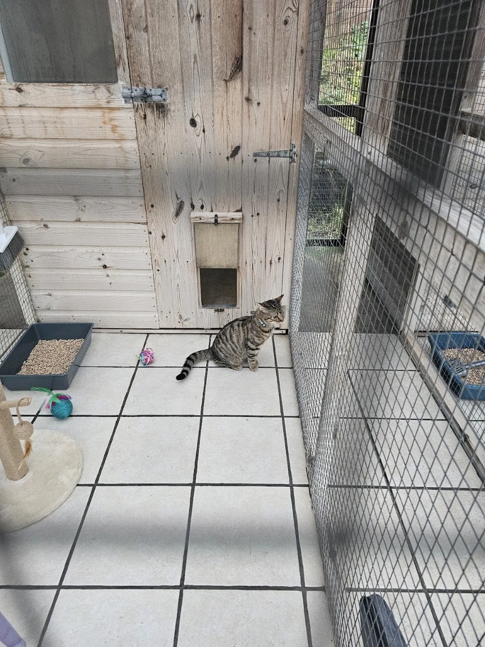 Milestone Cattery - Devon pet otel görseli 2