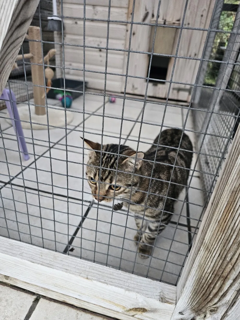 Milestone Cattery - Devon pet otel görseli 3