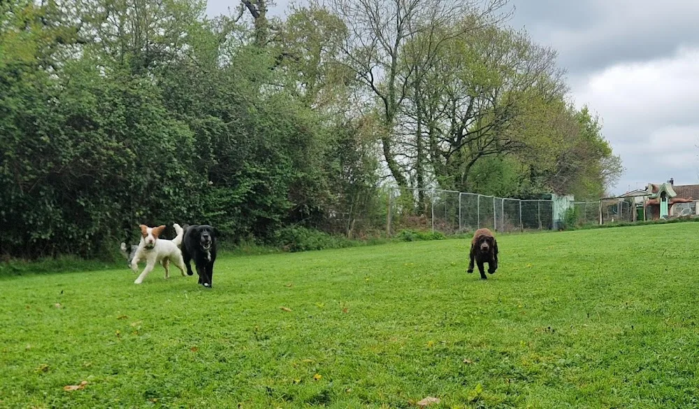 Paws A While Kennels - Devon pet otel görseli 3