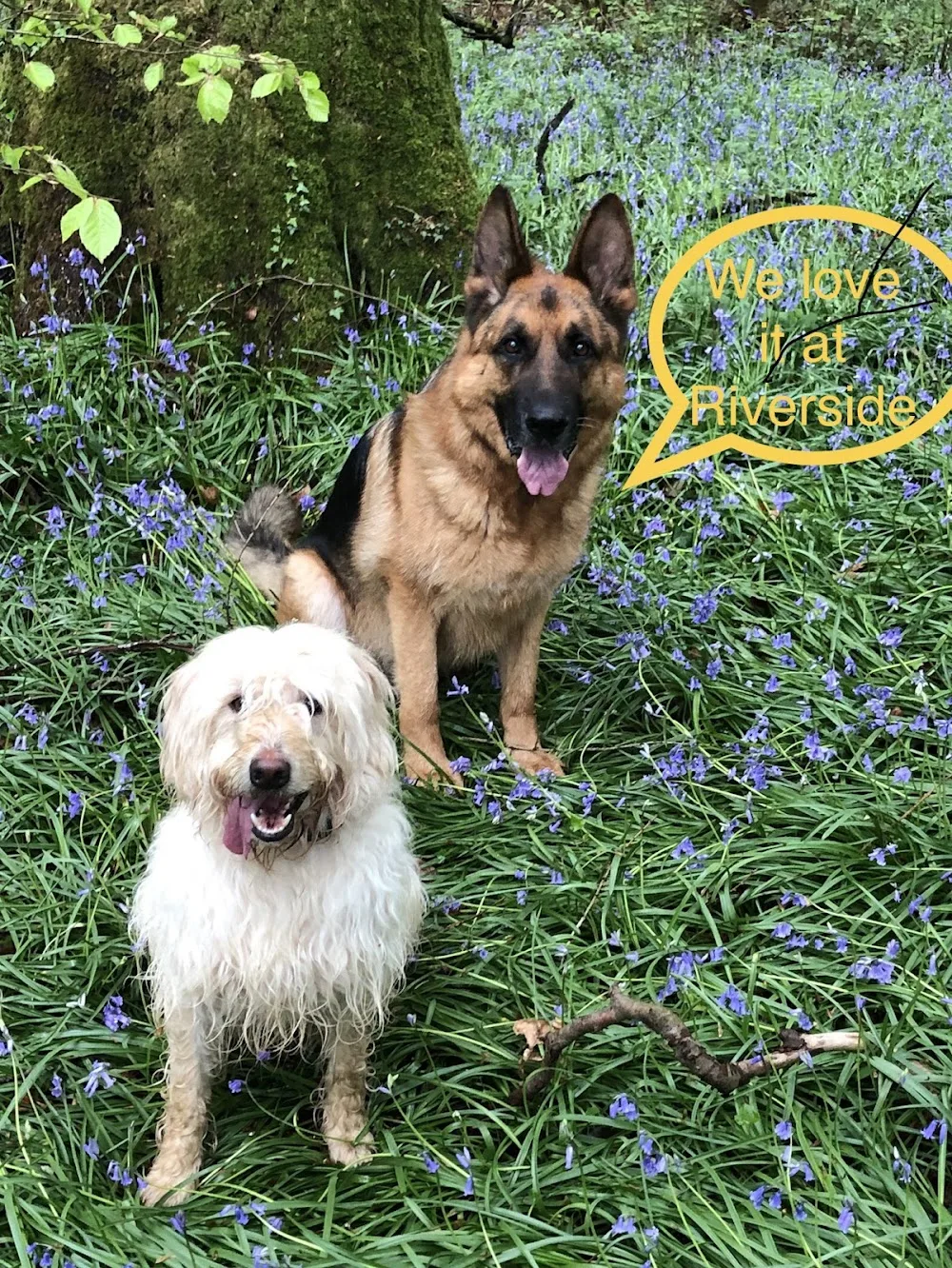 Riverside Boarding Kennels and Cattery - Devon pet otel