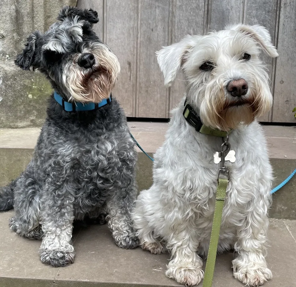 Sunflower Cottage Pet Care - Devon pet otel