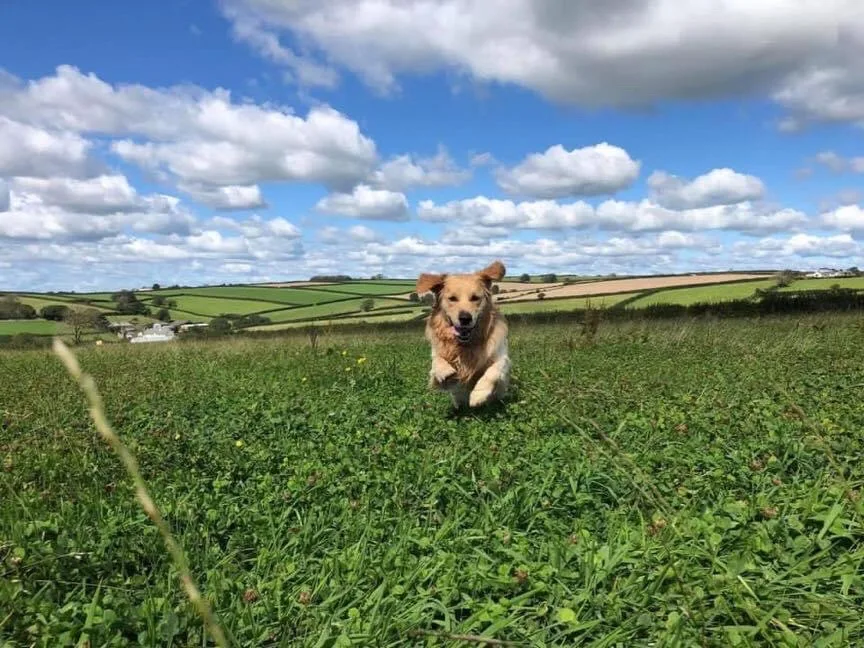 The Dog Lodge - Devon pet otel