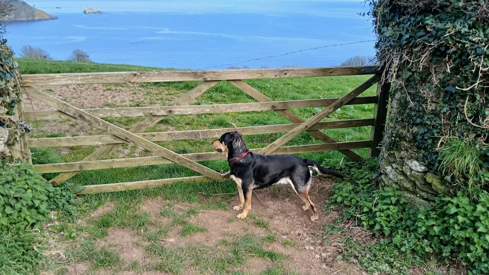 The Dog Lodge - Devon pet otel görseli 3