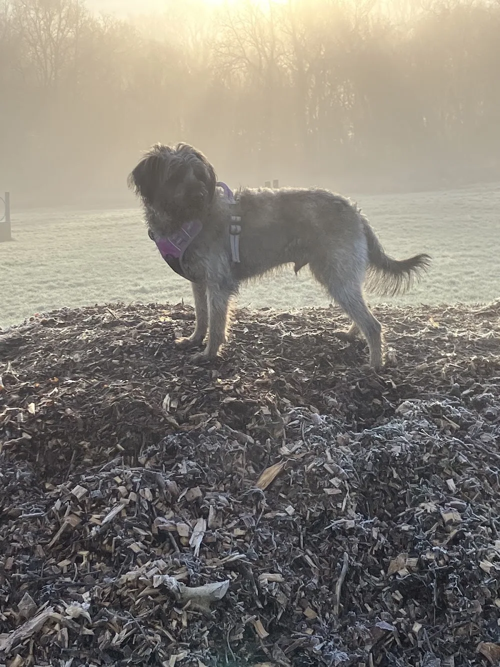 Three Oaks Dog Boarding and Day Care - Devon pet otel