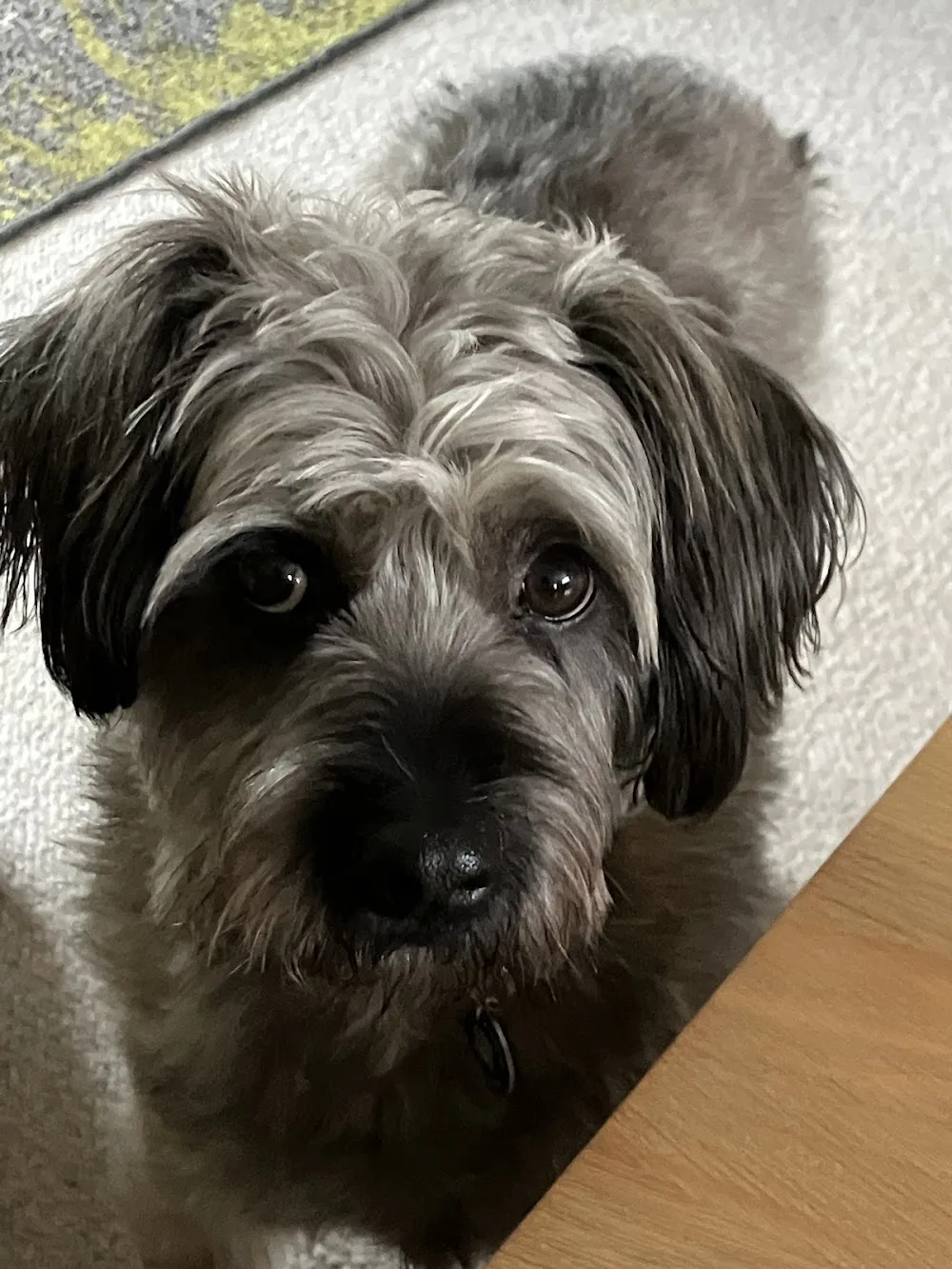 Three Oaks Dog Boarding and Day Care - Devon pet otel görseli 3