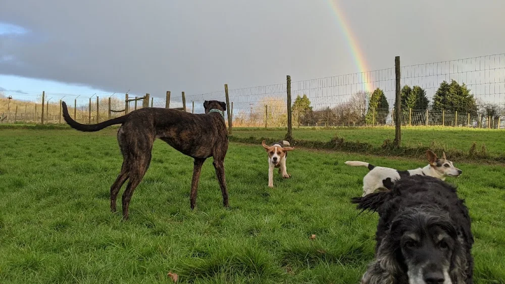 Whitebridge Boarding Kennels - Devon pet otel