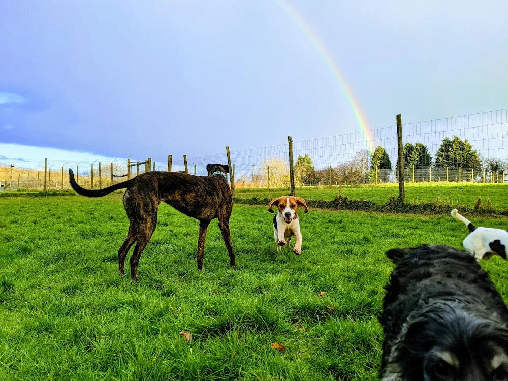 Whitebridge Boarding Kennels - Devon pet otel görseli 3