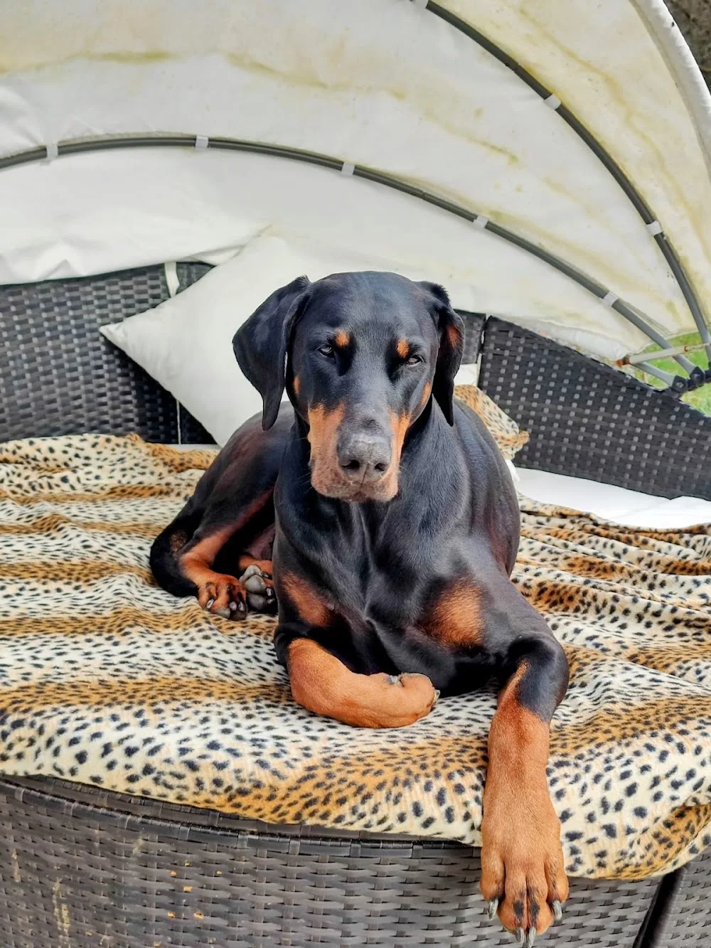 Willowdene Dog Hotel - Devon pet otel