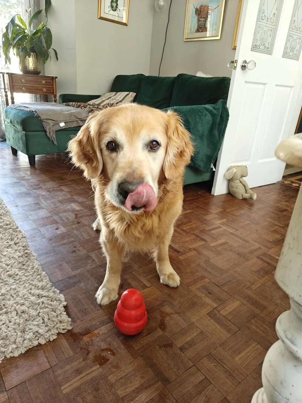 Willowdene Dog Hotel - Devon pet otel görseli 3