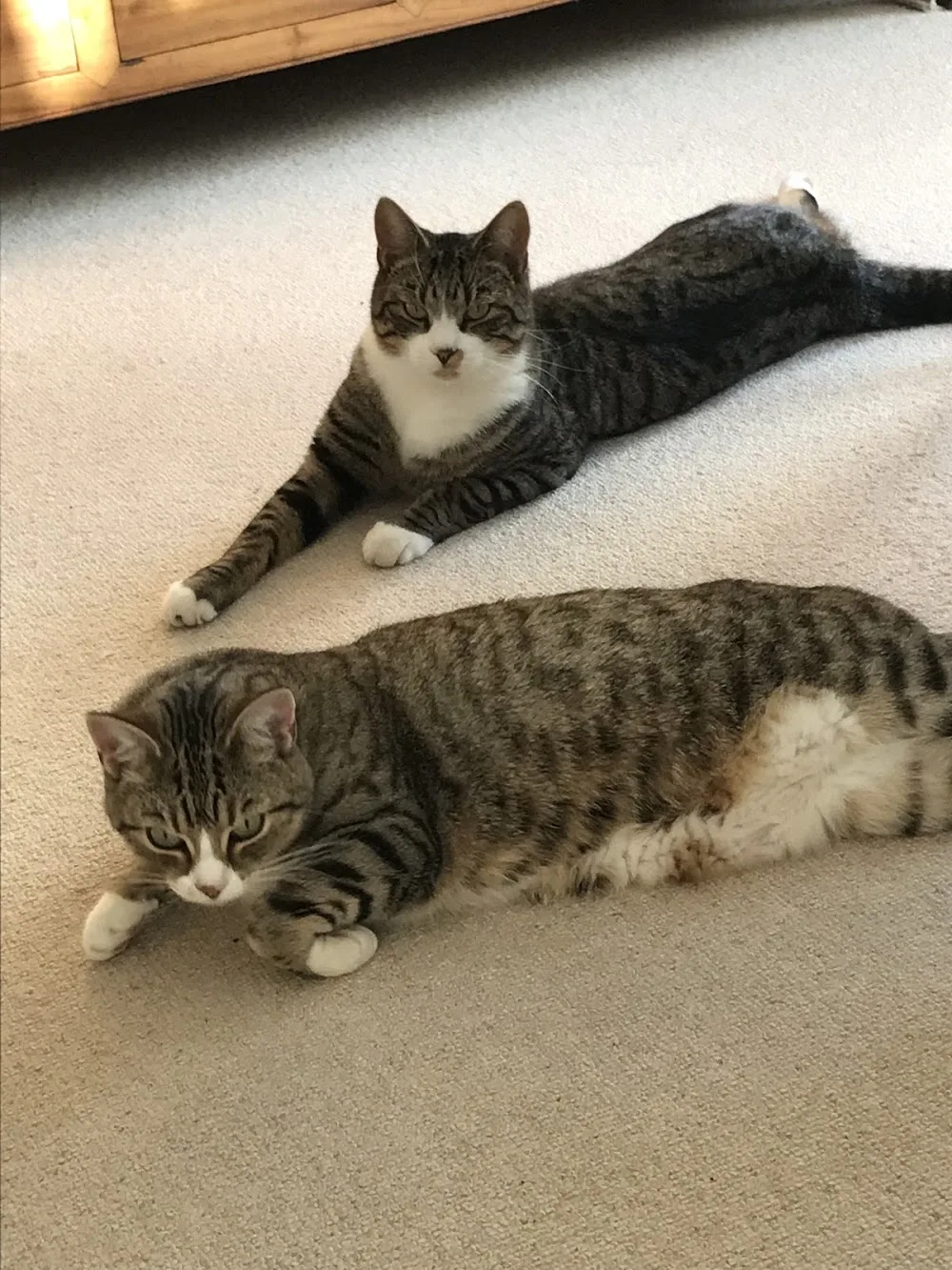 Wise Cats Hotel - Devon pet otel