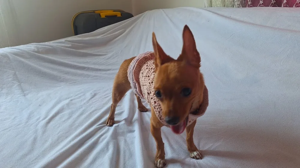 Dikkat Pati Var Köpek Eğitimi& Kedi ve Köpek Misafir Evi - Fethiye pet otel