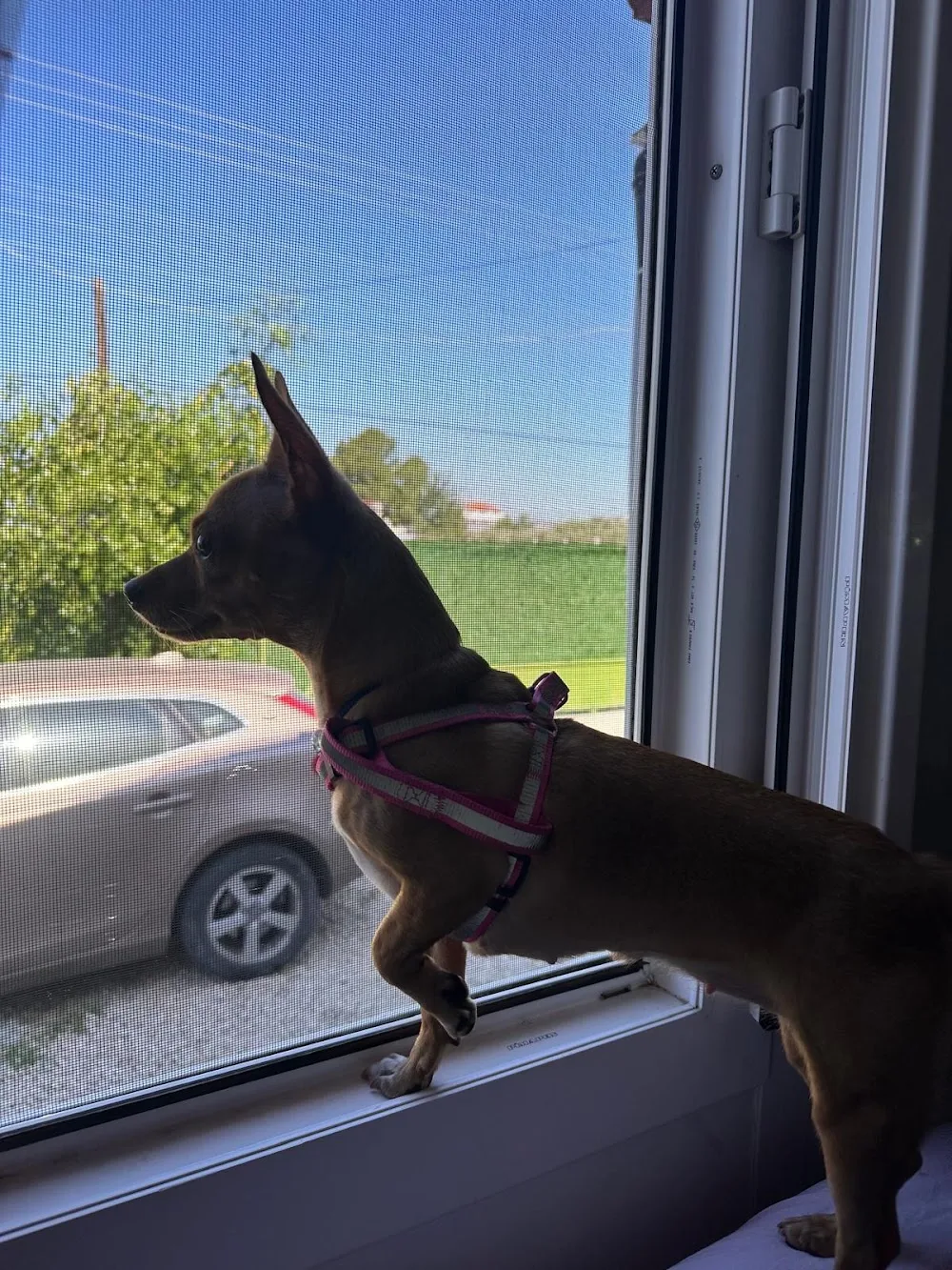 Dikkat Pati Var Köpek Eğitimi& Kedi ve Köpek Misafir Evi - Fethiye pet otel görseli 3